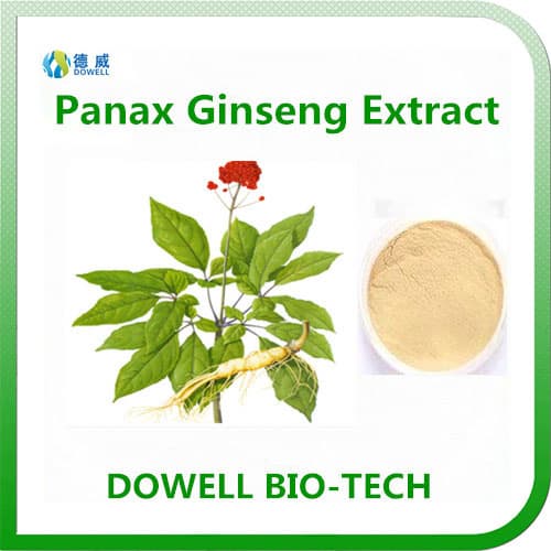 Panax ginseng Extract 80_ Ginsenosides